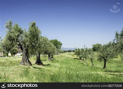 Olive trees in Italy, Tuscany