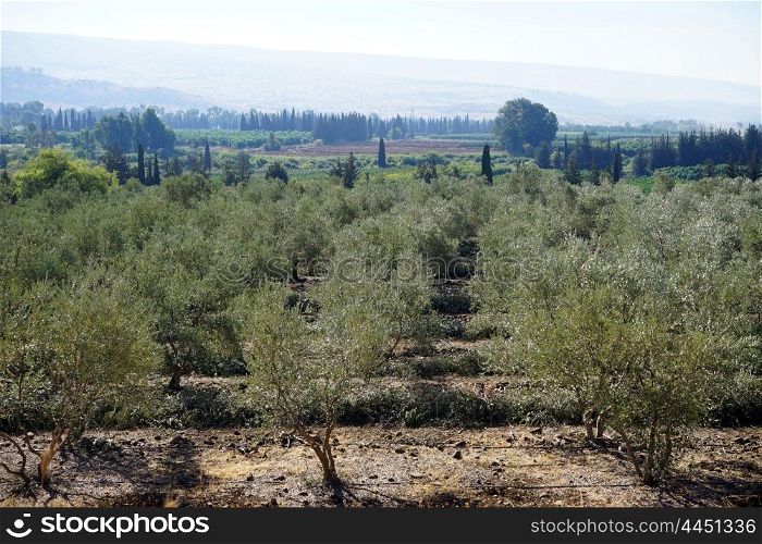 Olive trees in kibutz Dan, Israel