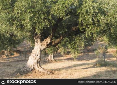 Olive trees in plantation. Agricultural land