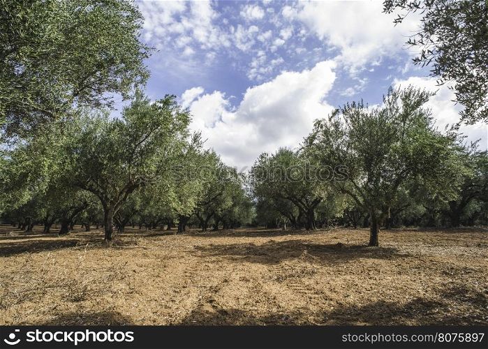 Olive trees in plantation. Agricultural land
