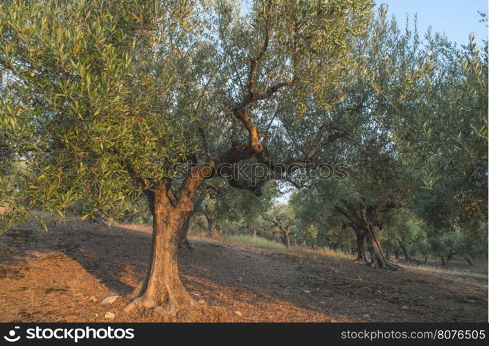 Olive trees in plantation. Agricultural land