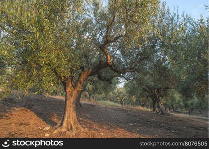 Olive trees in plantation. Agricultural land