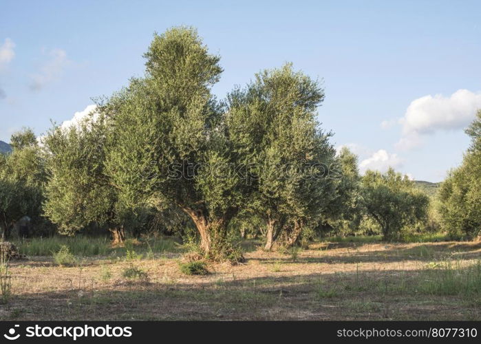 Olive trees in plantation. Agricultural land