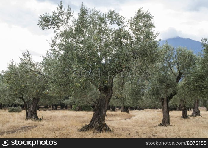 Olive trees in plantation. Agricultural land. Greece