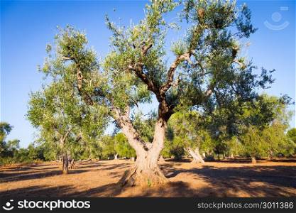 Olive trees in Puglia Region, South Italy - more than 200 years old. Summer season, sunset natural light.