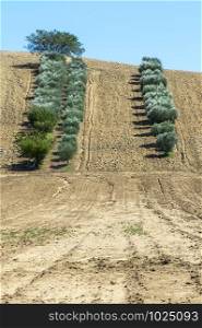 Olive trees in rows and vineyards in Italy. Olive and wine farm. Tilled ground soil. Agriculture field with olive trees.