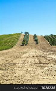 Olive trees in rows and vineyards in Italy. Olive and wine farm. Tilled ground soil. Agriculture field with olive trees.
