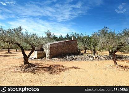 Olive Trees in spain