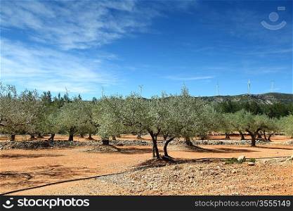 Olive Trees in spain