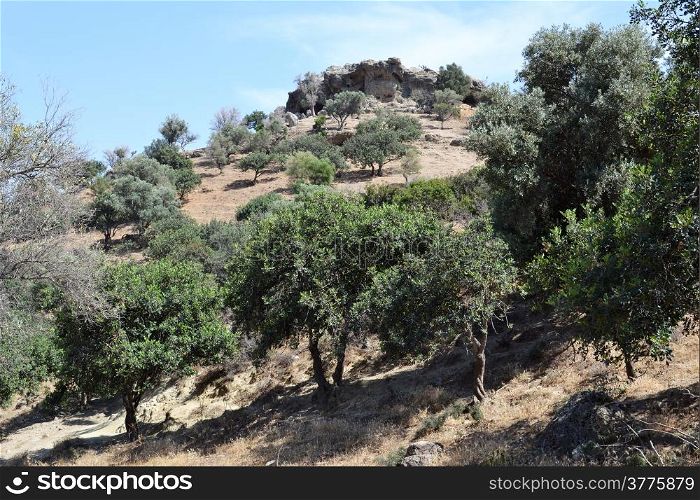 Olive trees in the hills at Agios Galini Greece.