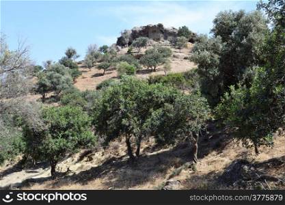 Olive trees in the hills at Agios Galini Greece.