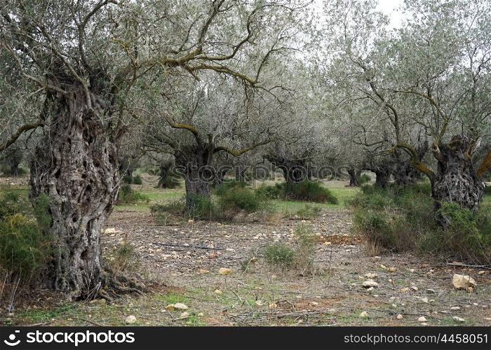 Olive trees in the orchar in Israel