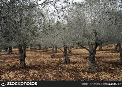 Olive trees in the orchard in Israel