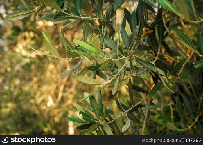 Olive trees. Mediterranean garden, closeup the branch