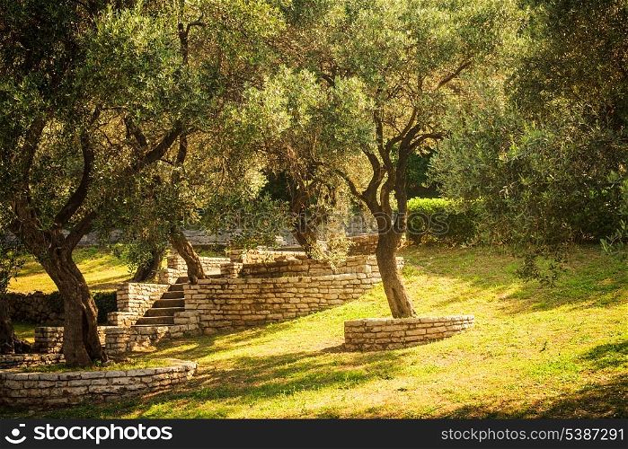 Olive trees. Mediterranean garden in the morning