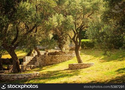 Olive trees. Mediterranean garden in the morning