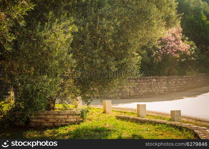 Olive trees. Mediterranean garden in the morning