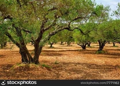 Olive trees  Olea europaea  grove in Crete, Greece for olive oil production. Horizontal camera pan. Olive trees Olea europaea in Crete, Greece for olive oil production