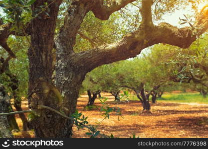 Olive trees (Olea europaea) grove in Crete, Greece for olive oil production. Horizontal camera pan. Olive trees Olea europaea in Crete, Greece for olive oil production