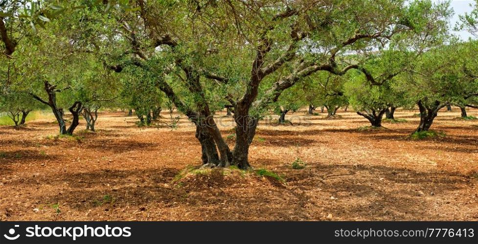 Olive trees (Olea europaea) grove in Crete, Greece for olive oil production. Horizontal camera pan. Olive trees Olea europaea in Crete, Greece for olive oil production