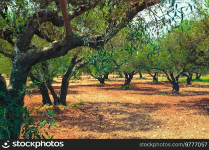 Olive trees  Olea europaea  grove in Crete, Greece for olive oil production. Horizontal camera pan. Olive trees Olea europaea in Crete, Greece for olive oil production