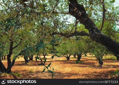 Olive trees  Olea europaea  grove in Crete, Greece for olive oil production. Horizontal camera pan. Olive trees Olea europaea in Crete, Greece for olive oil production