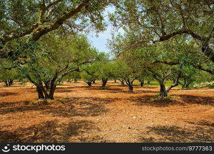 Olive trees  Olea europaea  grove in Crete, Greece for olive oil production. Horizontal camera pan. Olive trees Olea europaea in Crete, Greece for olive oil production