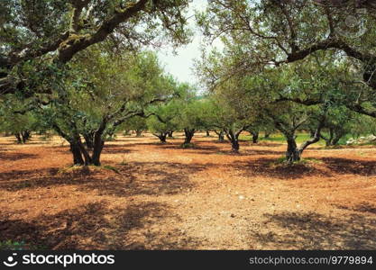 Olive trees  Olea europaea  grove in Crete, Greece for olive oil production. Horizontal camera pan. Olive trees Olea europaea in Crete, Greece for olive oil production