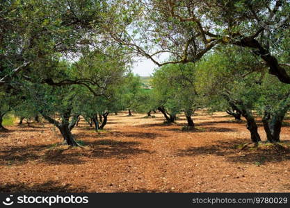 Olive trees  Olea europaea  grove in Crete, Greece for olive oil production. Horizontal camera pan. Olive trees Olea europaea in Crete, Greece for olive oil production