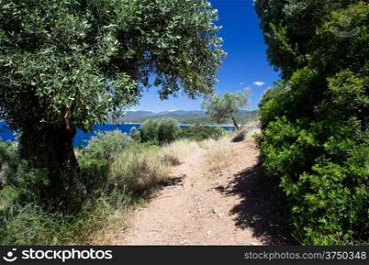 Olive trees on a hillside