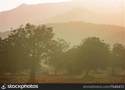 Olive trees on misty mountains background