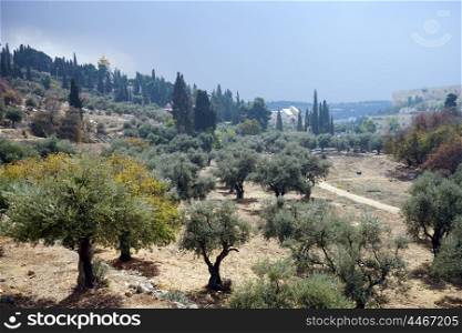 Olive trees on the slope near Eastern Jerusalem, Isrsel