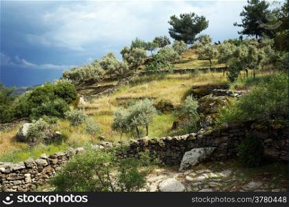 Olive trees on the slope of hill and dark sky in Turkey