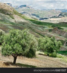 Olive Trees on the Sloping Hills of Sicily in Italy