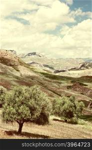 Olive Trees on the Sloping Hills of Sicily in Italy, Retro Image Filtered Style