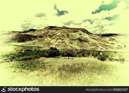 Olive Trees on the Sloping Hills of Sicily in Italy, Retro Image Filtered Style