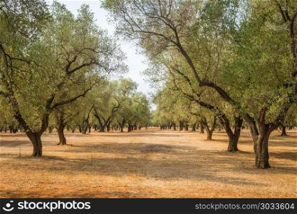Olive trees plantation. Italy, Puglia region, south of the country. Traditional plantation of olive trees.