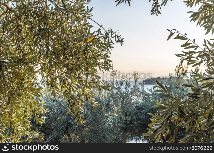 Olive trees, sea and sunset.