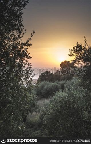 Olive trees, sea and sunset. Kalamata, Greece