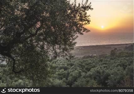 Olive trees, sea and sunset. Kalamata, Greece