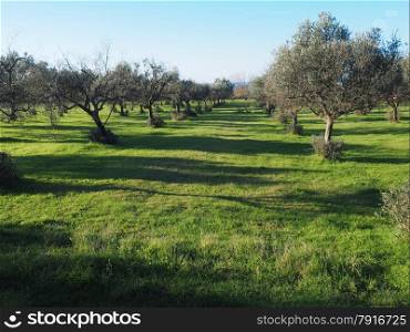 Olive trees under bright sunlight in the Istria,Croatia