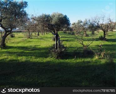 Olive trees under bright sunlight in the Istria,Croatia