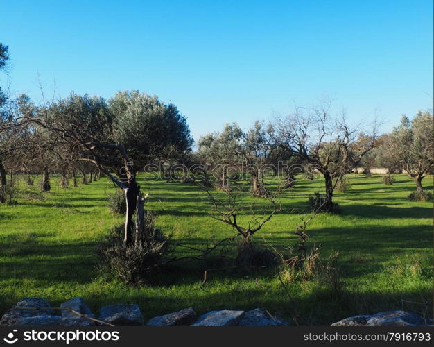 Olive trees under bright sunlight in the Istria,Croatia