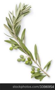 Olive twig on white background