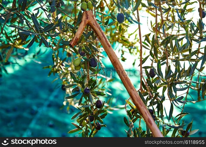 Olives harvest and picking sticks at Mediterranean Spain