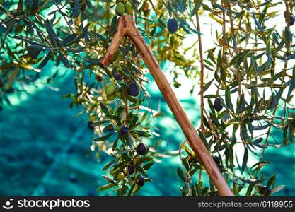 Olives harvest and picking sticks at Mediterranean Spain