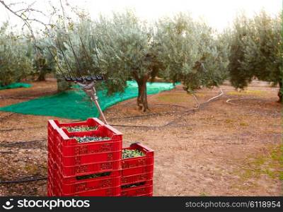 Olives harvest and picking vibration fork tool at Mediterranean