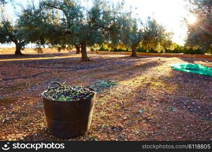 Olives harvest picking in farmer basket at Mediterranean