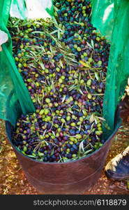 Olives harvest picking in farmer basket at Mediterranean