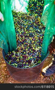 Olives harvest picking in farmer basket at Mediterranean